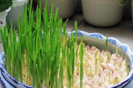 IM电竞平台-专家认为禽流感病毒在短期内不会人传人(图3) IM电竞