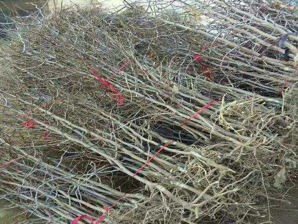 民间潜水爱好者拯救珠三角珊瑚【IM电竞】(图1) IM电竞平台