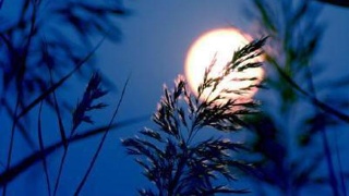 司法部生态环境部等将联合推动制定出台长江保护法‘IM电竞平台’(图1) IM电竞平台