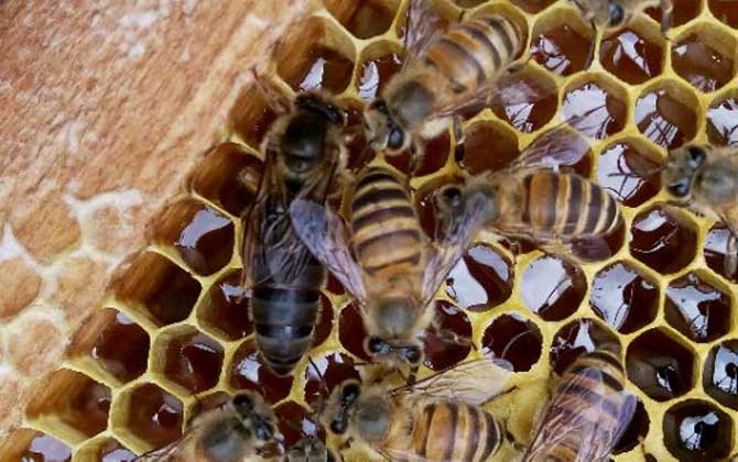 “IM电竞官网”农业部批准辉瑞等7种兽药再注册